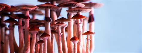 The Chemistry Behind Buj Magic Mushrooms: What Makes Them Magical?